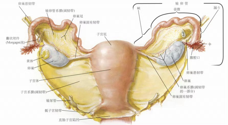 解惑产后腹直肌修复收费，广州白云妈咪的经验之谈